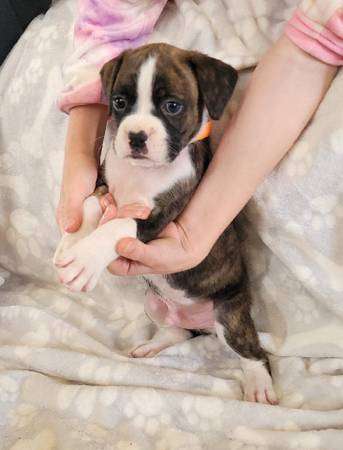 Boxer Puppies