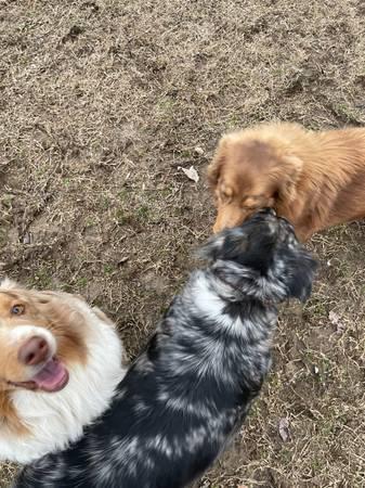 Australian Shepherd