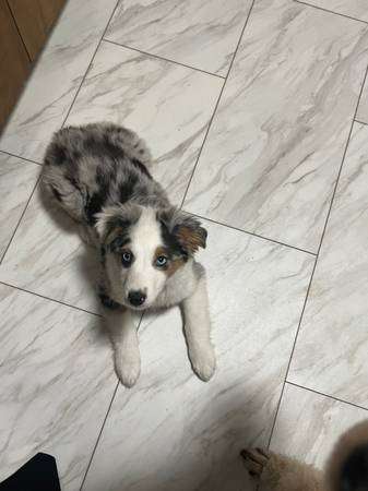 Mini Aussie female