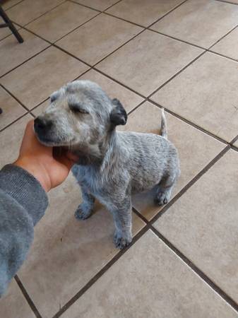 Blue Heeler puppy