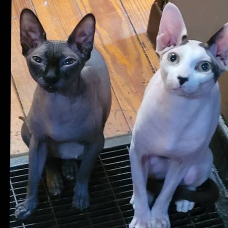 Sphinx kittens