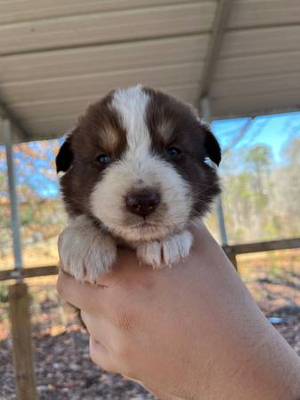 Australian Shepherd puppies