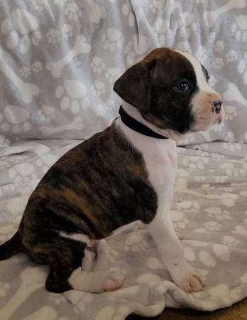 Boxer Puppies