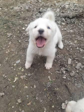 Great pyrenees puppies $150