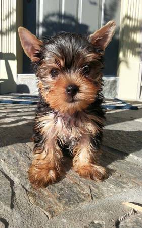 large breed yorkie dog