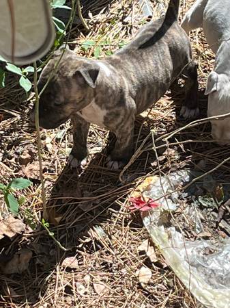 Bull Terrier Pit Bull Cross Pup