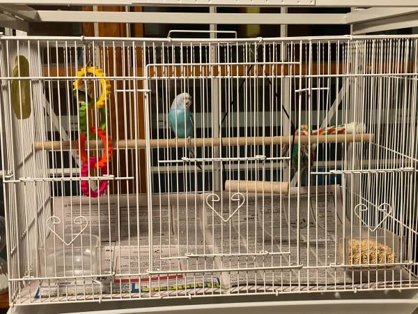 Parakeets/Budgies