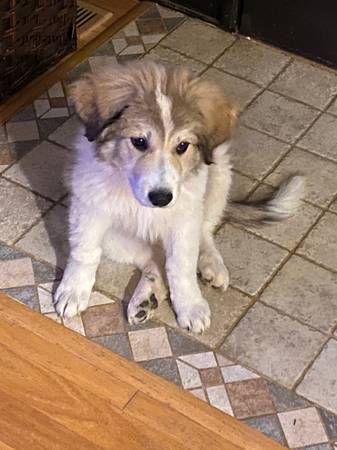 Great Pyrenees and Collie mix