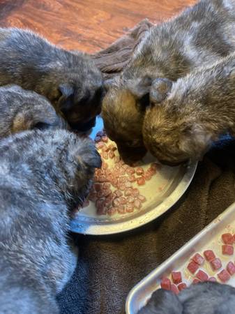 german shephard pit mix pups