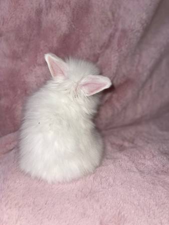 Perfect Valentines gift lionhead bunnies