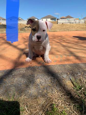 Pitbull x Bully pups