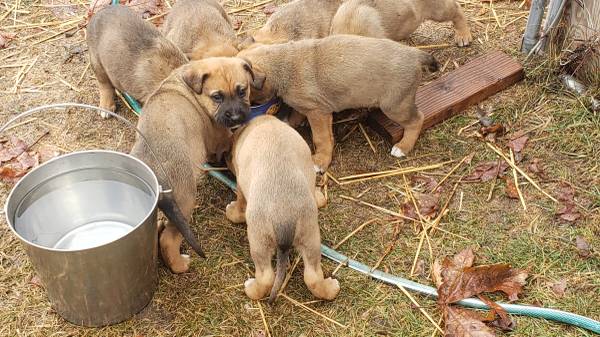 german shepherd/ boxers puppies 6 weeks old