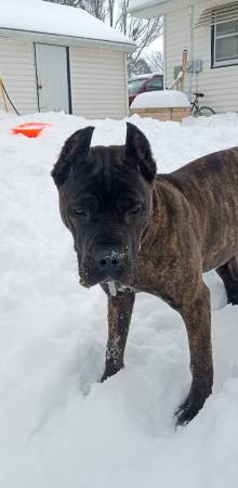 Female cane corso