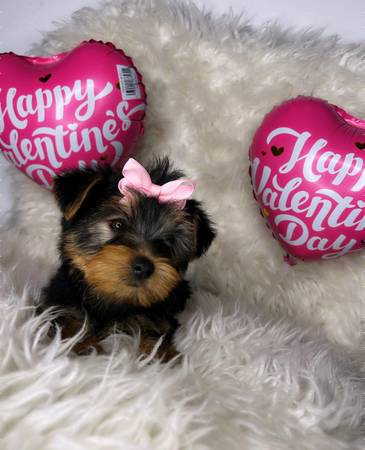 teacup yorkie puppies