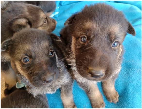 Shepherd/Mastiff Puppies for rehoming