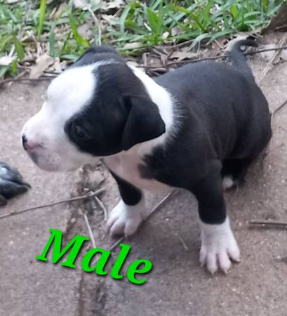 Puppies Masiff Mix