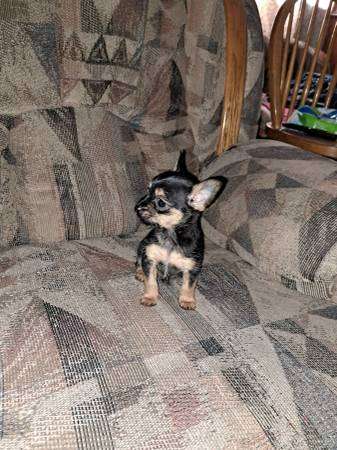 Male Chorkie Puppy Needs Home