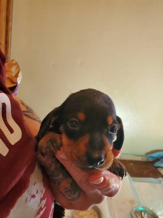 Black and tan dachshund male