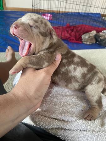 Pocket bully puppies