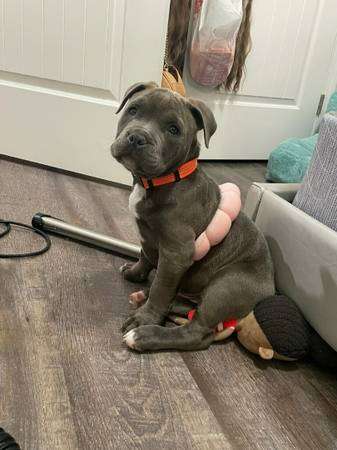 American Blue Pit Bully