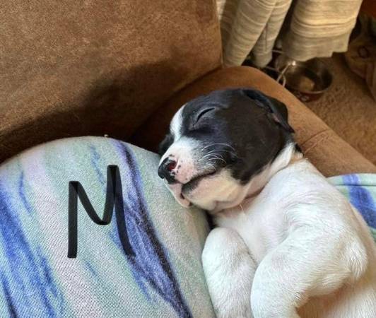 Chihuahua terrrier pups