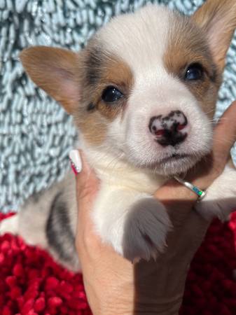 Corgi Babies