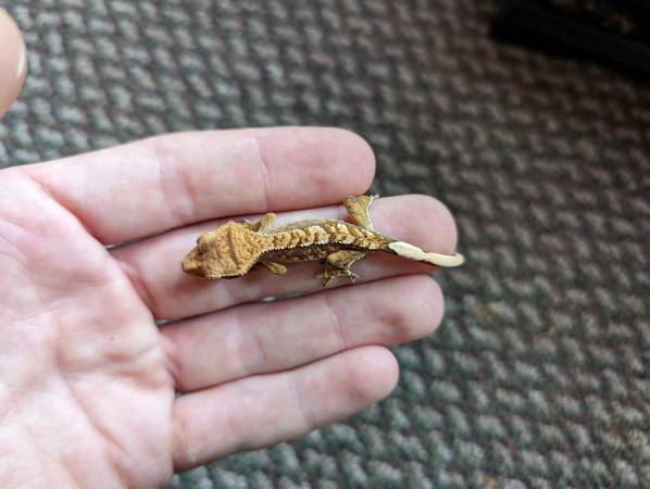 Crested Gecko Hatchlings