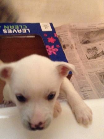 Girl Siberian Husky puppy 5 weeks old Great for Valentines Day