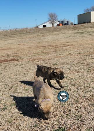 Cane Corso