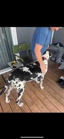 Beautiful older harlequin Great Dane female