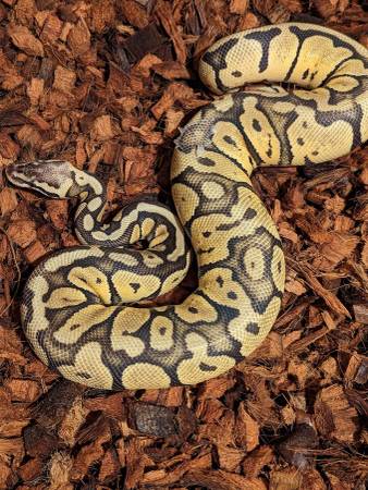 Ball python