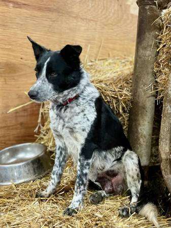 Border heeler