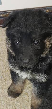 German Shepard pups