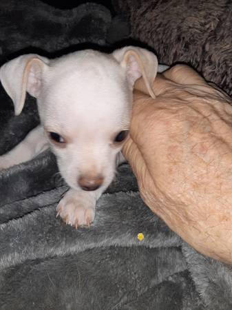 Rare and Beautiful White Chihuahua