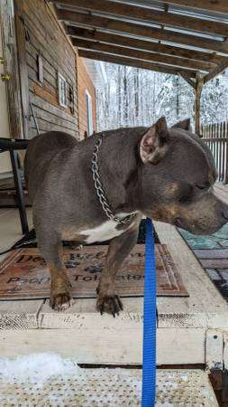 Beautiful very Stout dog for rehoming