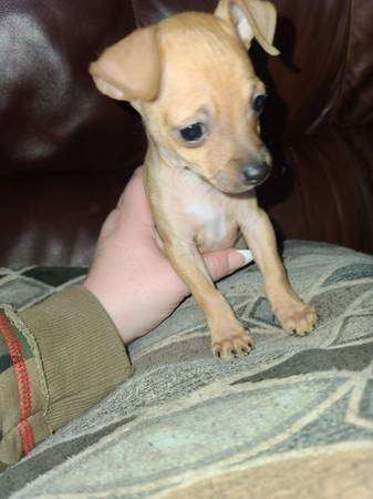 Rehoming 8 week old Chihuahua