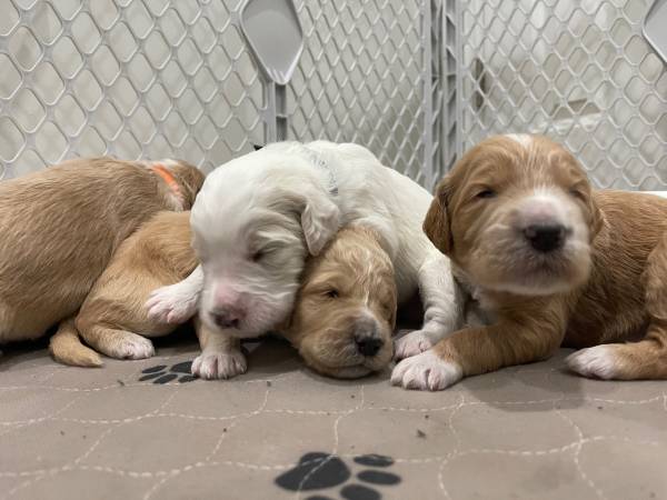 Goldendoodles ready for forever home