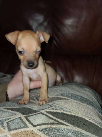 Rehoming 8 week old Chihuahua