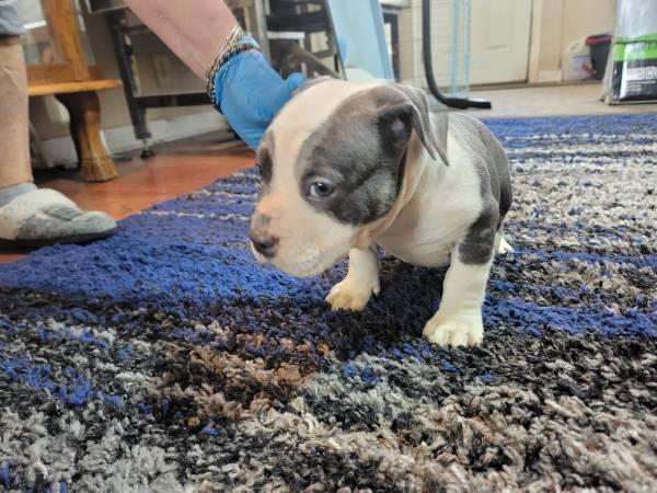 American bully puppies