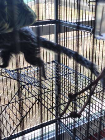 Female marmoset monkey