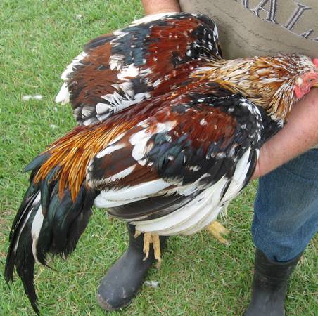 Oriental Game Chickens