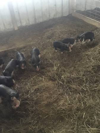 Purebred Berkshire Pigs