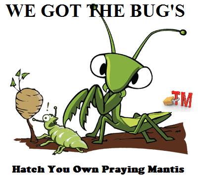 5 Praying Mantis Egg + FREE Hatching Habitat Bag