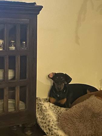 Rehoming 6 month old female Doberman