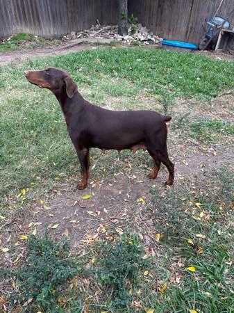 Red Doberman Puppies