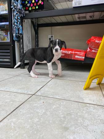 great dane puppies