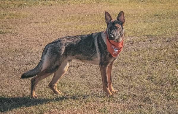 German Shepherd stud