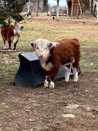 Mini Hereford Bull!!