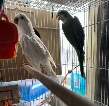 Handfed baby lovebird