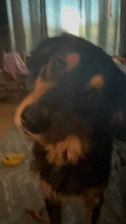 english shepherd/pyranees dog in need of home